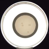 colony,counting,membrain,filter,automated,rapid,microbiological,test,detection,